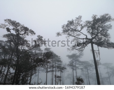 Shadow of wild trees in the fog
