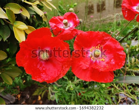 Papaver nudicaule is a boreal flowering plant. It is also known as Iceland Poppy