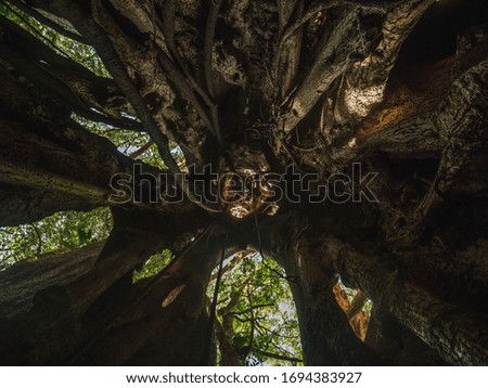 Inside of a Fig Tree in Costa Rica