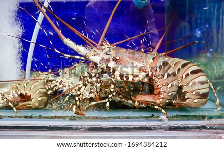 King tiger prawn in a tank. Chinese seafood restaurant show tank. Fresh seafood.