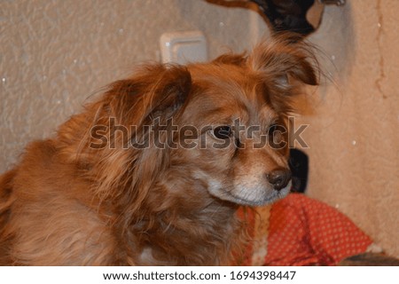 toy Terrier long-haired large head