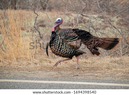 A turkey explores it's habitat in early spring