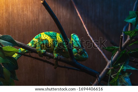 Veiled chameleon is sitting on the branch. Beautiful picture of  veiled chameleon.