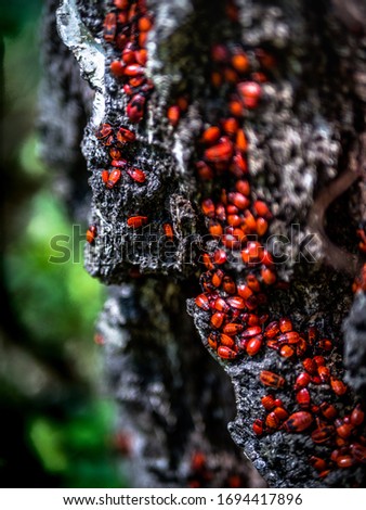red beetles sitting on the white bark of a tree in the forest