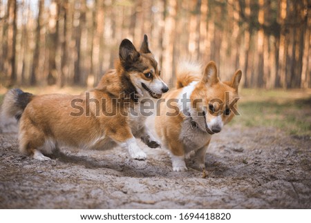 Two welsh corgi pembroke dogs playing and having fun during a walk in the forest
