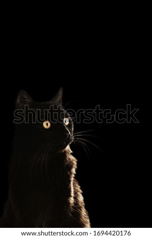 Black Cat with yellow eyes on black background