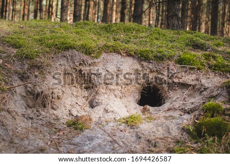 Empty fox hole (den) in the forest