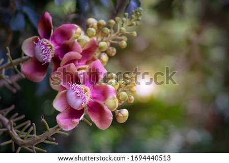 Flower of Cannonball Tree or Shorea robusta in temple