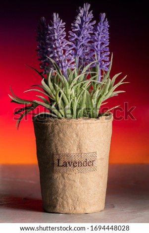 Lavander flower orange purple black