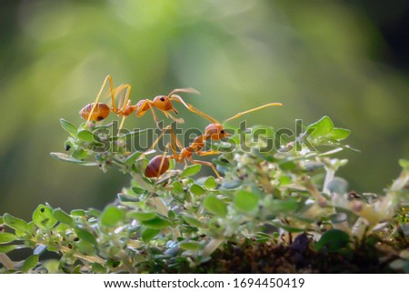 The World of Red Ant