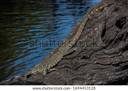 Lizard in Chobe National Park