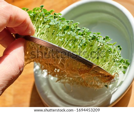 A man's hand is holding a metal strainer with chia seed sprouts. Both the plant and the roots are visible. Healthy, fresh food. You can grow it at home.