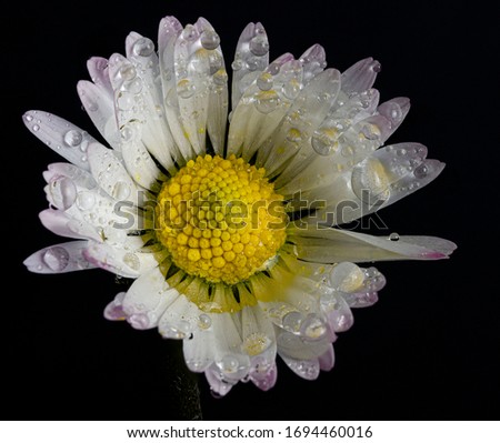 macro photography with a black background of a field daisy, with small drops of water