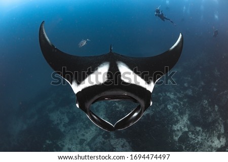 The Amazing shot of Manta ray.