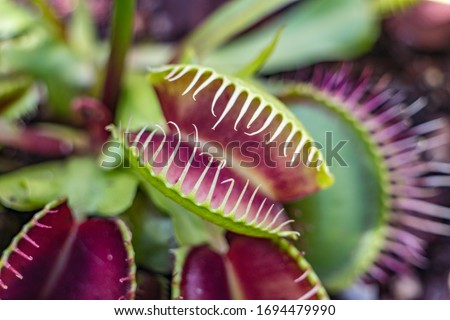 macro shoot of a carnivorous plant Royalty-Free Stock Photo #1694479990