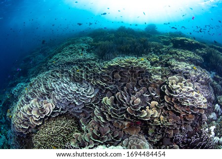 The amazing reef with clear water in Komodo, Indonesia