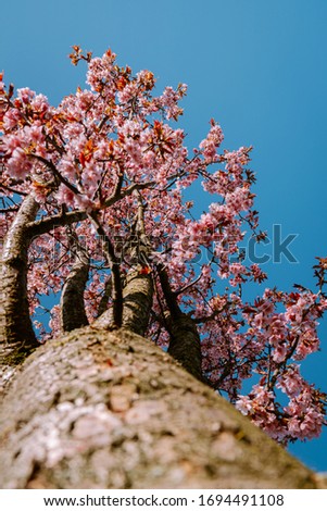 Blossom tree with blooming flowers in nature on a bright Spring Day in the Netherlands, pink cherry blossom flower tree