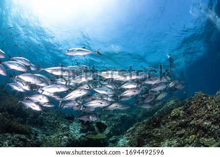 School of jackfish with ray of light in the ocean