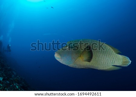 Napoleonfish or Humphead wrasse, Cheilinus undulatus feeding on healthy coral reef and clear water.
