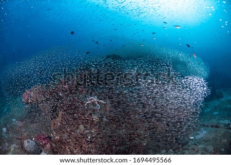 Group of glass fish on a coral reef underwater with a blue water background