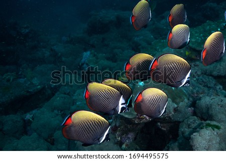 School of butterfly fish in Similan, Thailand