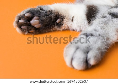 Paws of a gray cat on an orange background. Top view, minimalism. Cute picture. Concept of pets, cat grooming. Image for banner, place for text.	