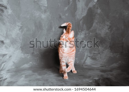 beautiful red cat plays on a gray artistic background with copy space for your text