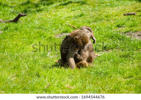 A pair of Baboons hugging while sitting on the green grass in Denmark