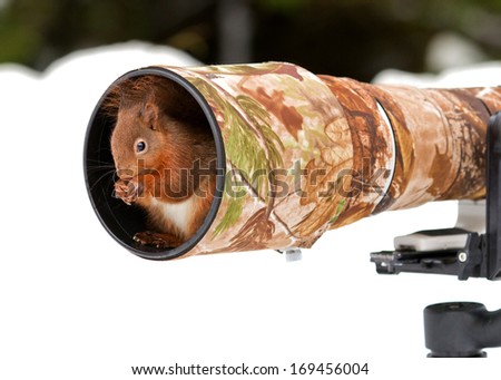 Red squirrel (Sciurus Vulgaris) sitting inside 500mm lens hood in Yorkshire Dales, UK.