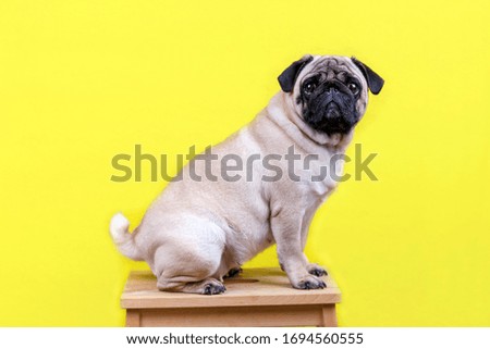 Pug dog with sad big eyes sits on a yellow background and looks at camera