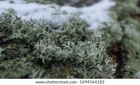 Snowed covered wood with liches and moss
