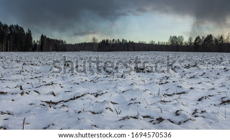 Snow covered meadow, forest background