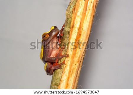 Rainforest frog (Dendrosophus triangulum) posing on a branch with white background
