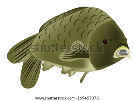 Carp fish vector
