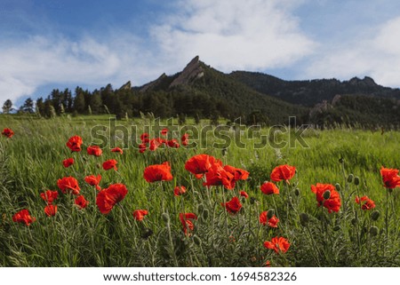 Colorado mountains with wild poppies