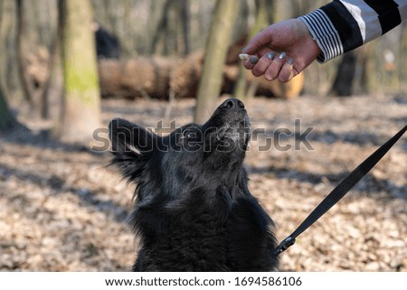 Nice black Shepherd walking in the park dog pets outdoor