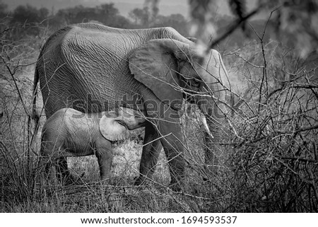 Elephant during a safari in the Kruger National Park in South Africa 