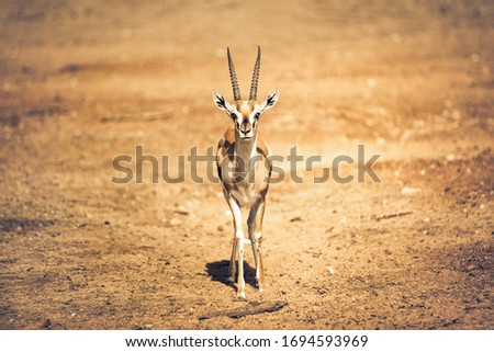 Beautiful Thomson's gazelle (Eudorcas thomsonii) is one of the best-known gazelles. It is the fifth-fastest land animal. Royalty-Free Stock Photo #1694593969