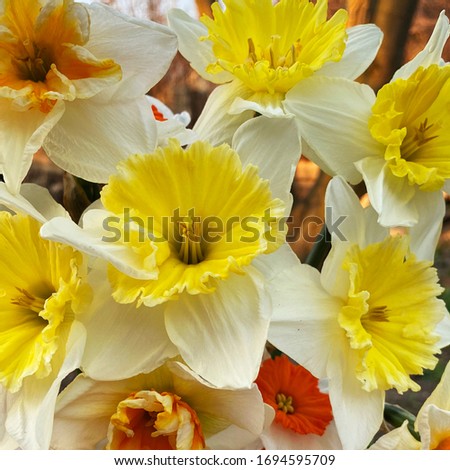 colorful  and fresh bouquet background from pansies ad narcissus
