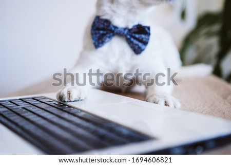 close up view of cute jack russell dog working on laptop at home. Elegant dog wearing a bow tie. Stay home. Technology and lifestyle indoors concept