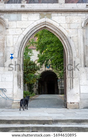 Young Dog waiting at the Gate for his Master, picture taken in Regensburg, Germany