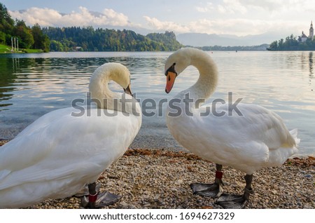 Two swans on a Bled Lake. Popular landmark in Slovenia.