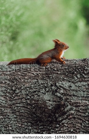 a red furry squirrel sits on the trunk of a brown tree