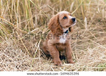 Cocker spaniel puppy in tall grass Royalty-Free Stock Photo #1694635396