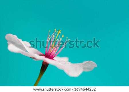 A Blossom flower on a bright blue background 
