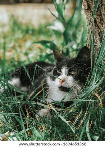 Little black cat sleeping in nature in grass