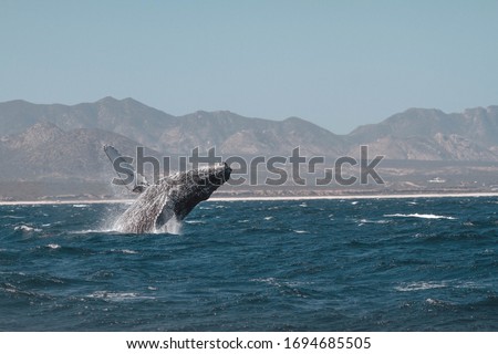 Humpback whale jumping. San Jose del Cabo. Baja California Sur. Mexico. Royalty-Free Stock Photo #1694685505