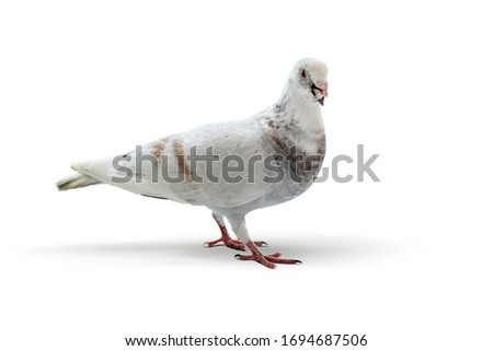 White pigeon isolated on a white background.