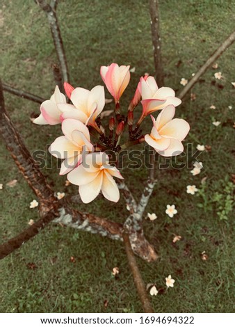 cluster of frangipani flowers shop from the top. Close up of plumeria flowers