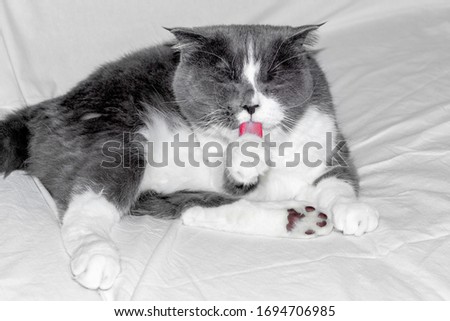 A funny, beautiful Scottish lop-eared Shorthair cat is lying on a white sofa. The house cat grabbed his tongue, brushing his teeth, tongue paw. The concept of cleanliness, think before you speak.